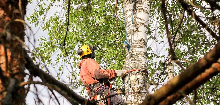 Expert arborist inspecting a tree